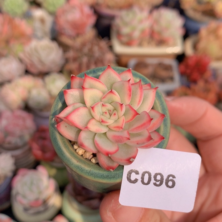 一物一拍含盆土满38包邮C96