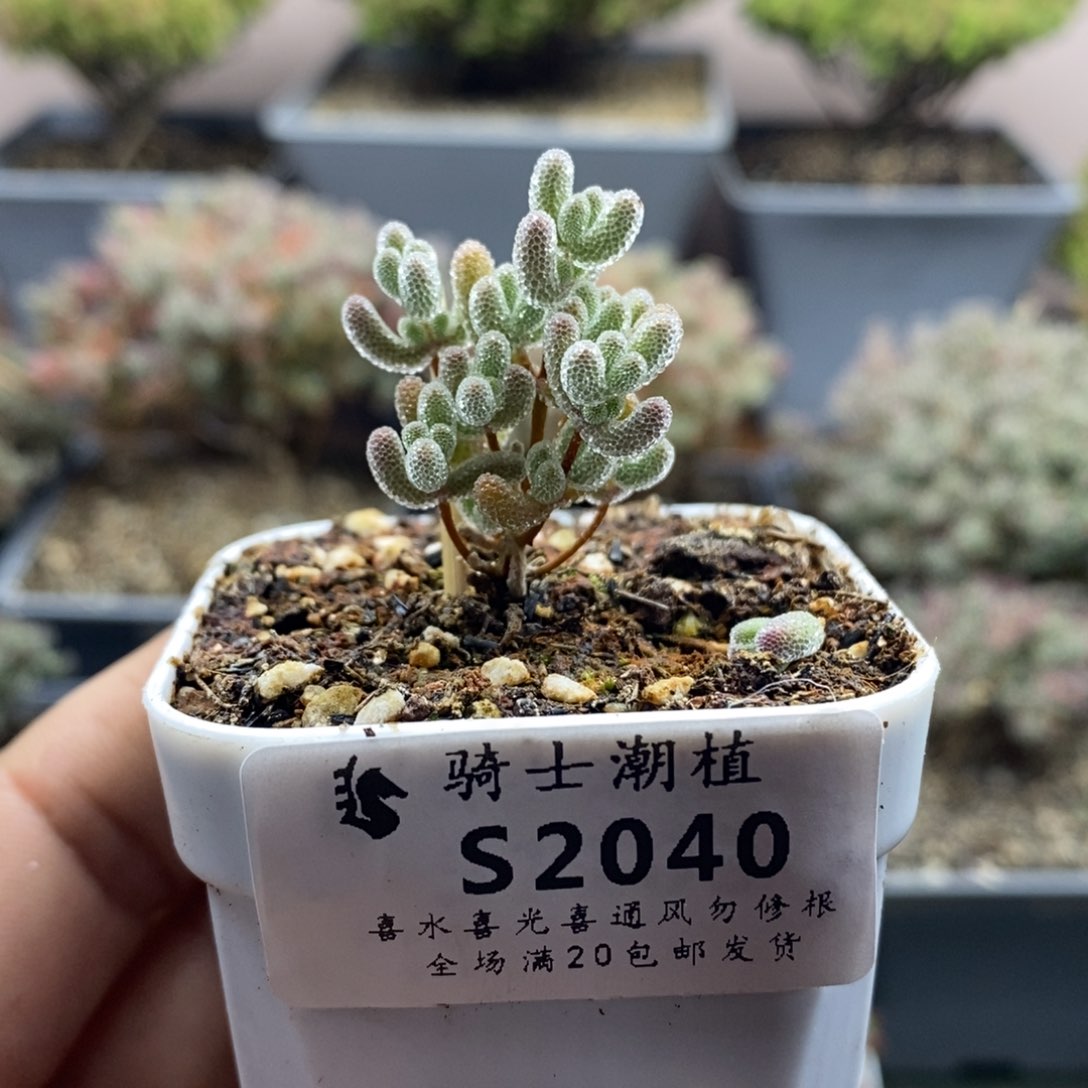 2040实生精控优选冰晶