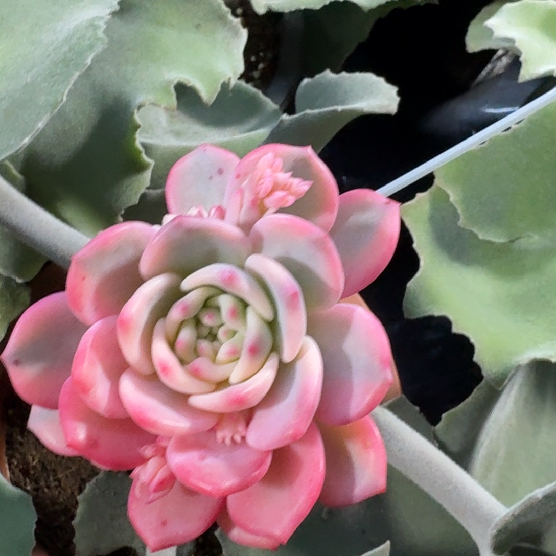 爱丽儿带缀化一物一拍