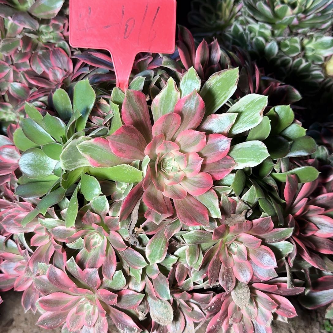 4-1016浣纱多肉法师