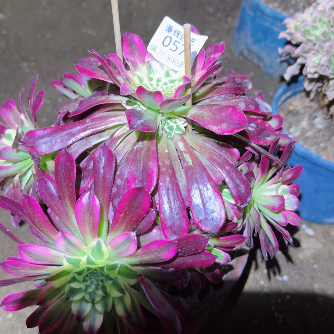 天合法师多肉057