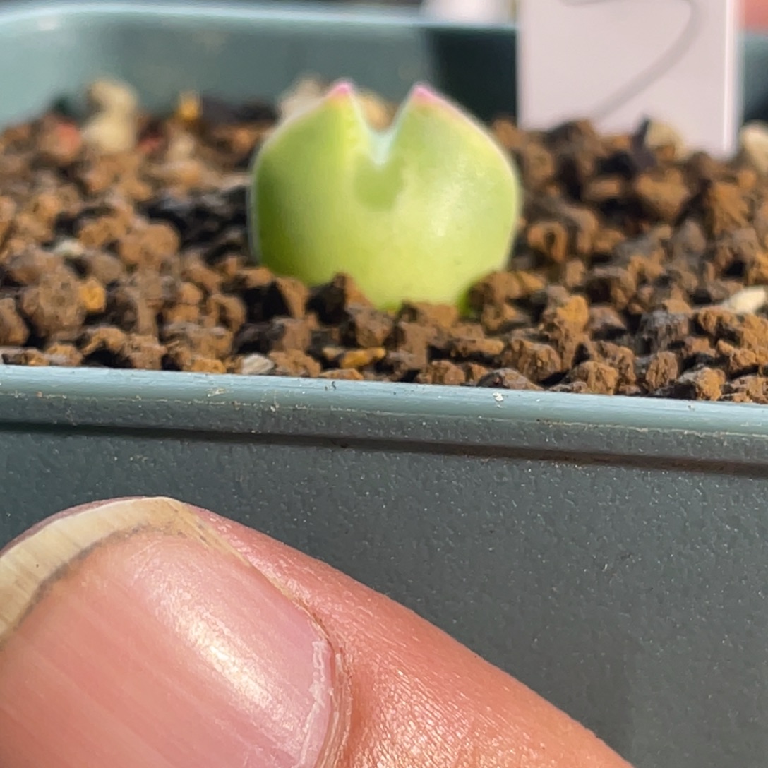 大眼空蝉植物一物一拍