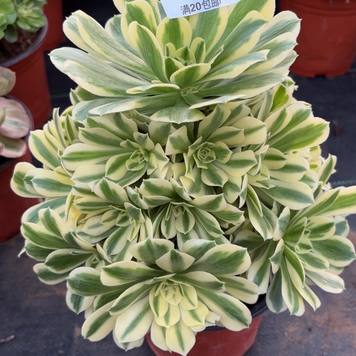 瑞妈多肉植物，289.迈