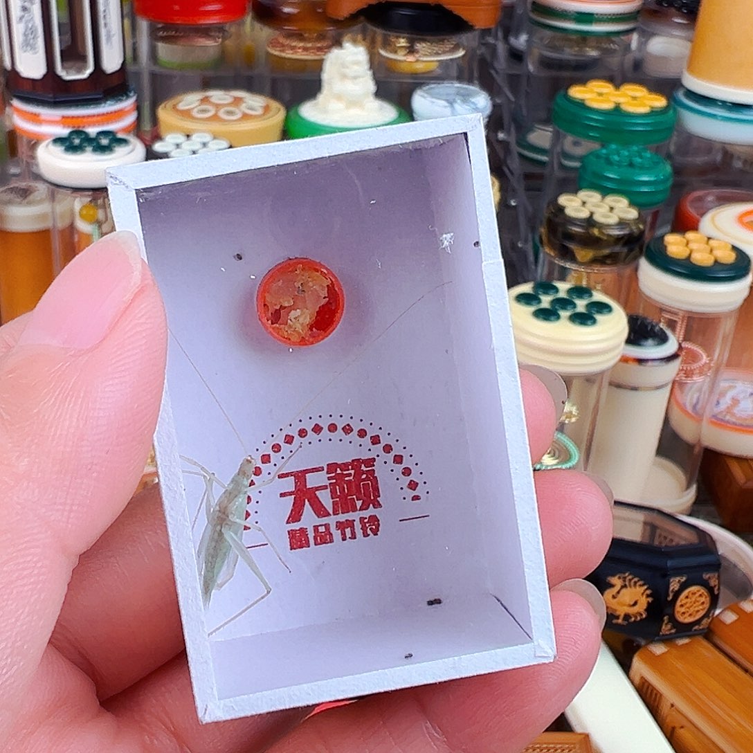 兰竹蛉两个哈哈哈