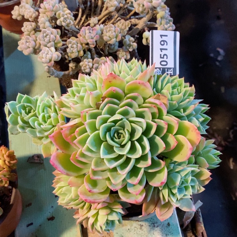 【闪购商品】三色堇05191