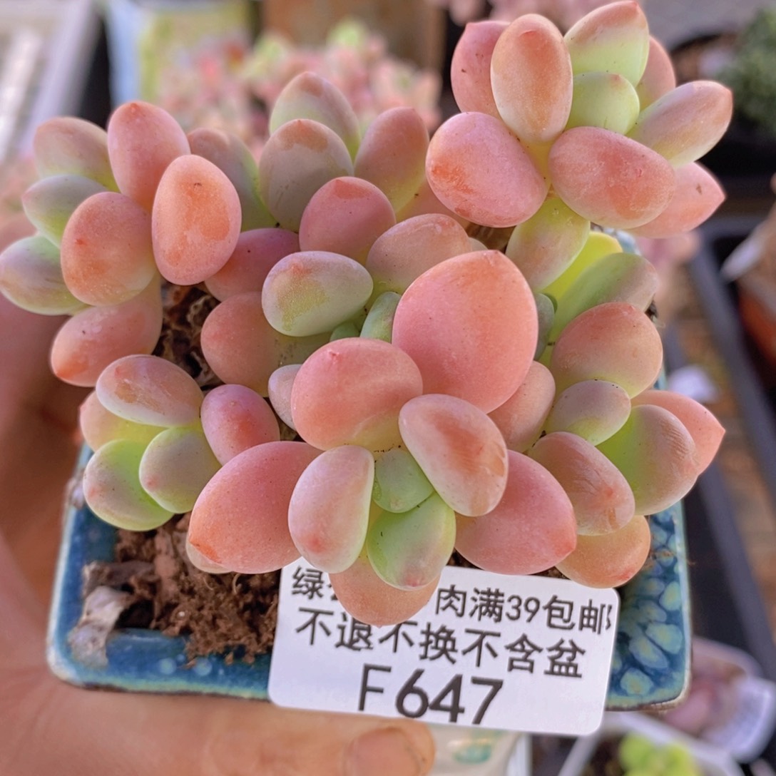 橘子香水洛神8cm647多肉植物