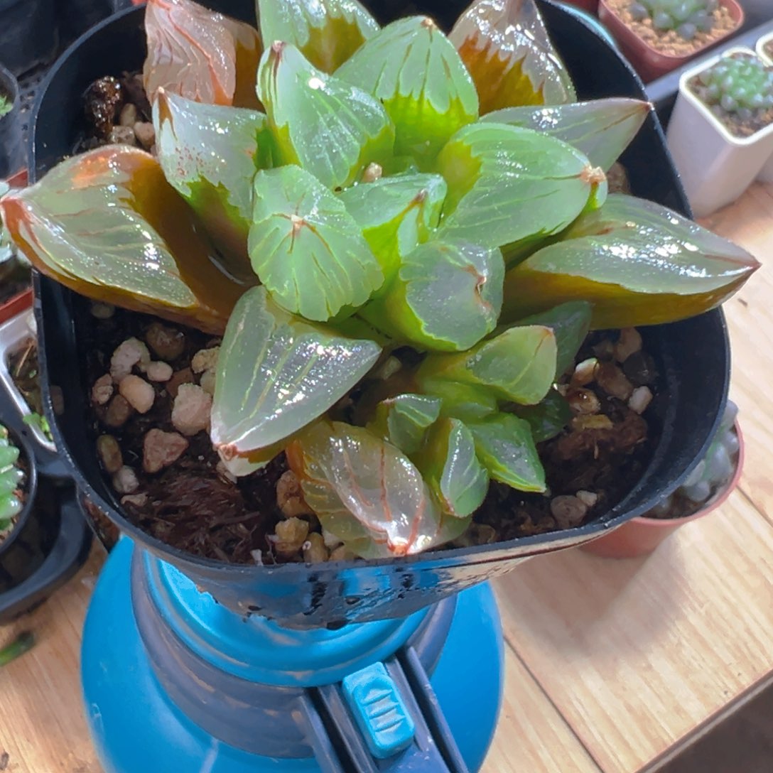 冰城寿玉露多肉多肉1