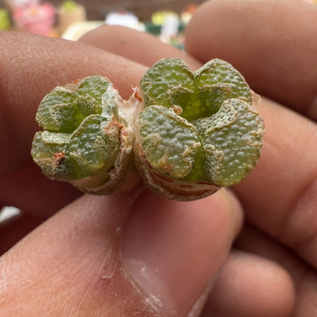 955优选蝴蝶勋章一颗福利