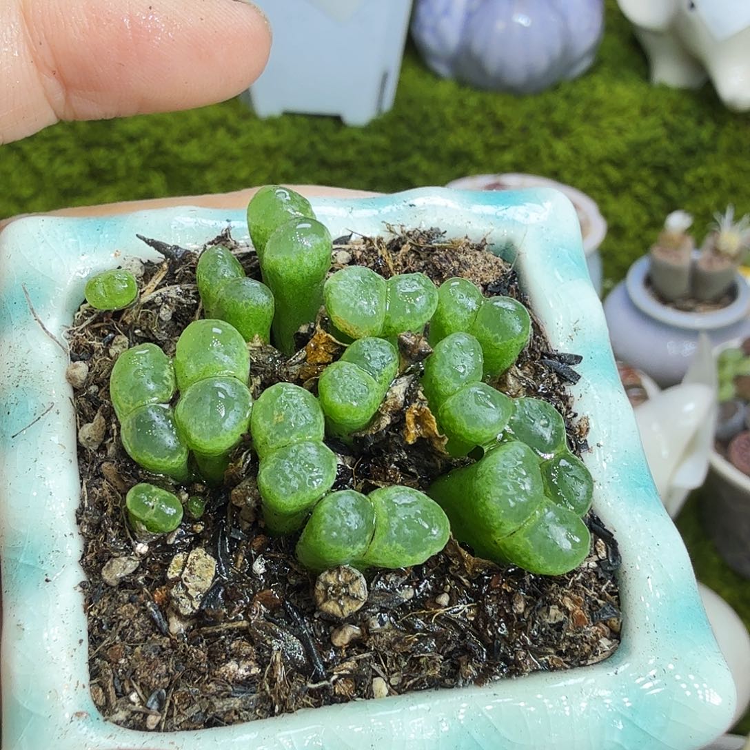 多肉植物下播福利1351