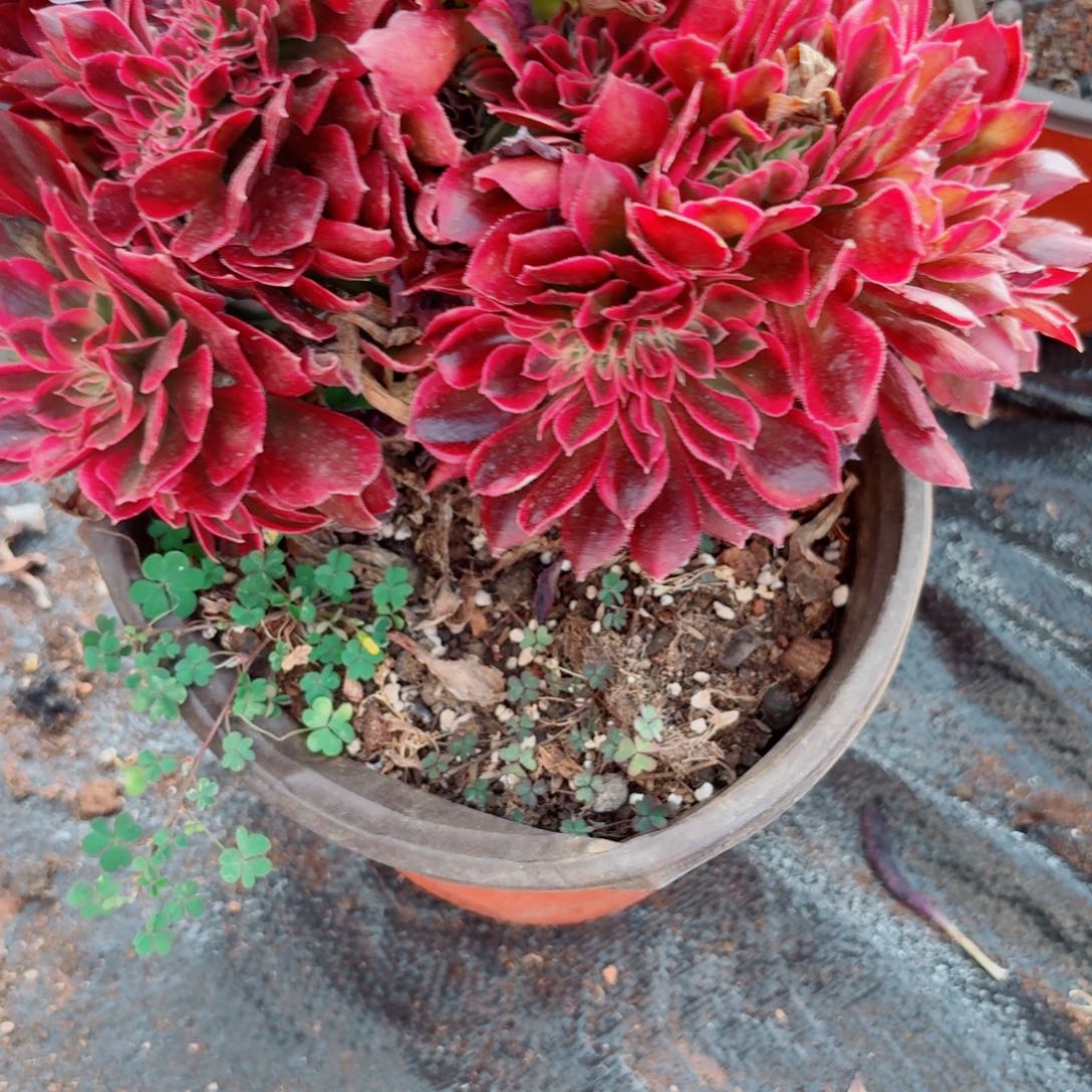 我501 号法师多肉植物特价活动红粉