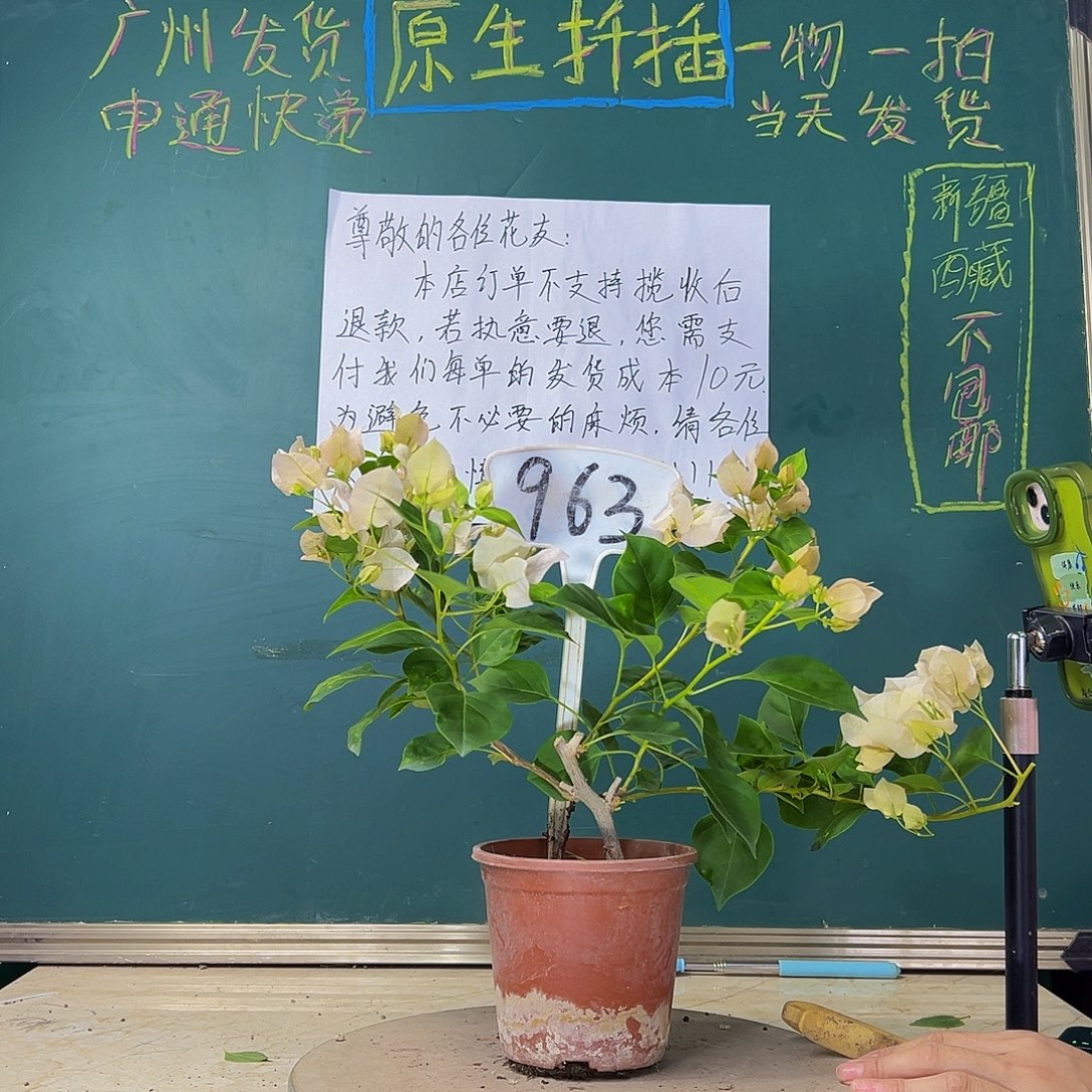 当前无花栽培后可以开花 福利 暗斑丽人  963