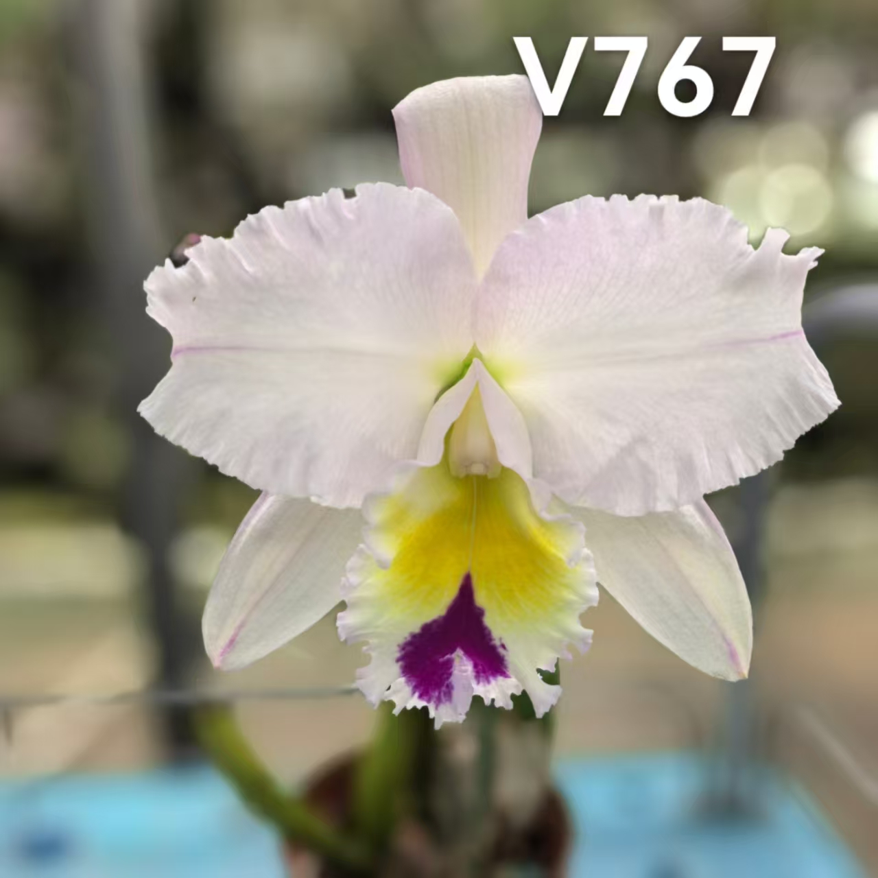 V767沙曼达卡特兰 蓝色爆花好养室内阳台 云南鲜花绿植