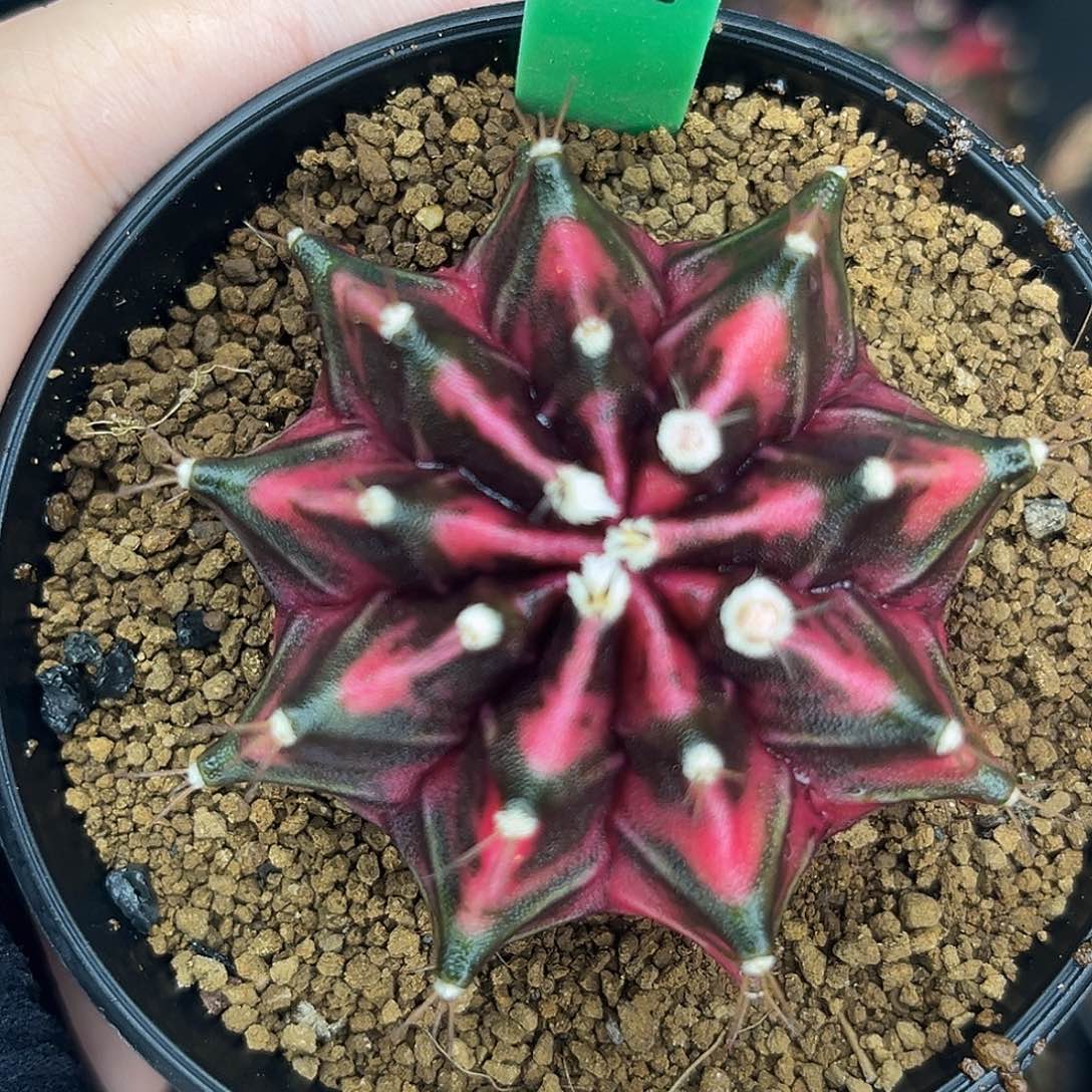 泰系实生米哈锦H103