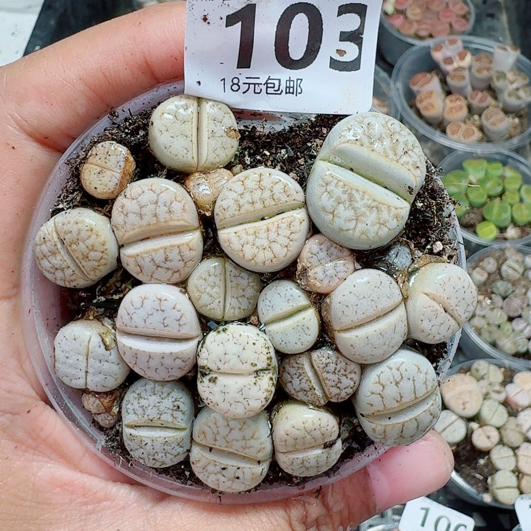 103多肉植物多肉植物