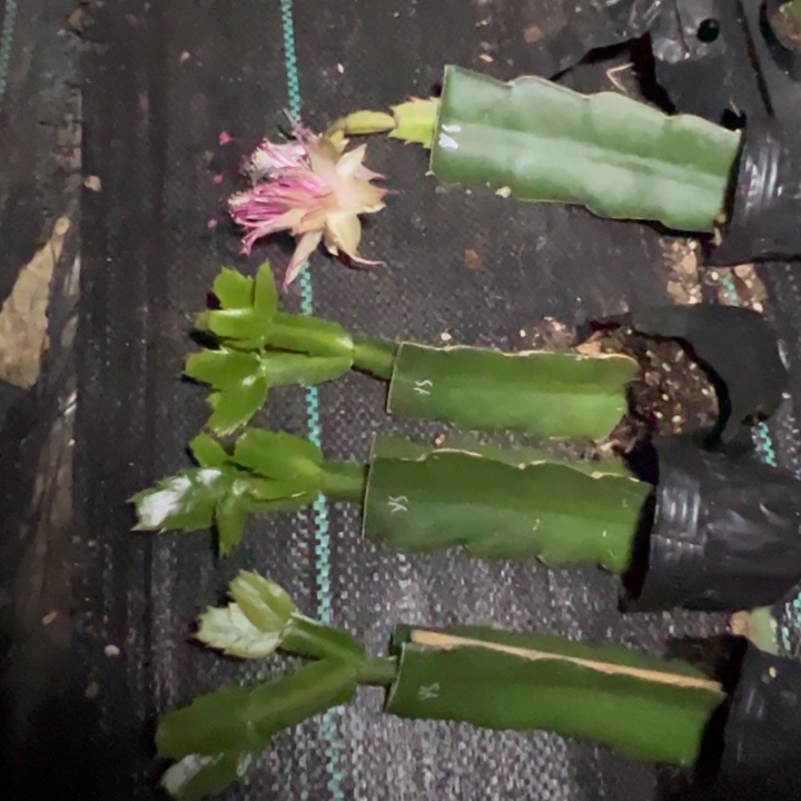 雅思嫁接多叶片小苗一颗20