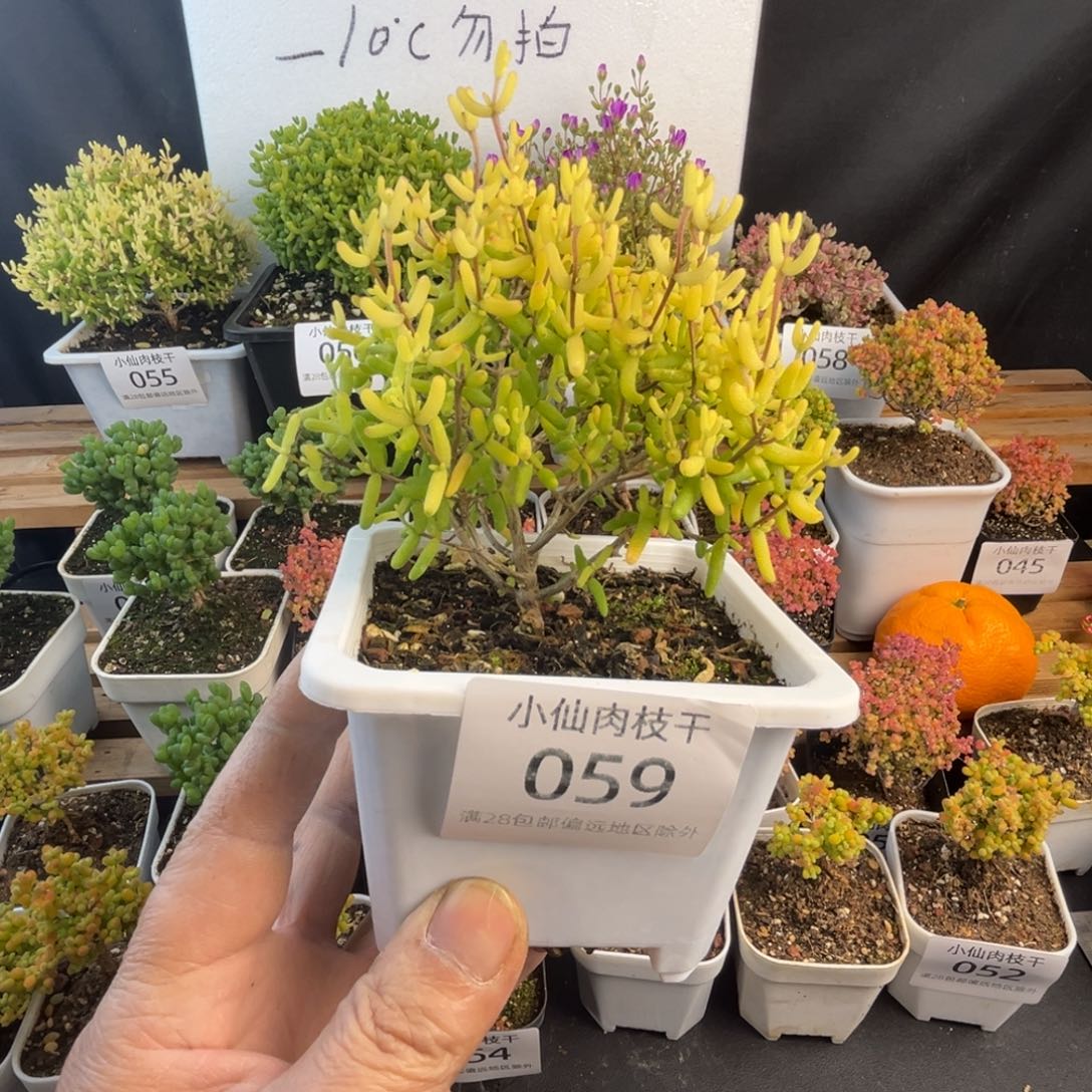 059枝干番杏糖球黄锦