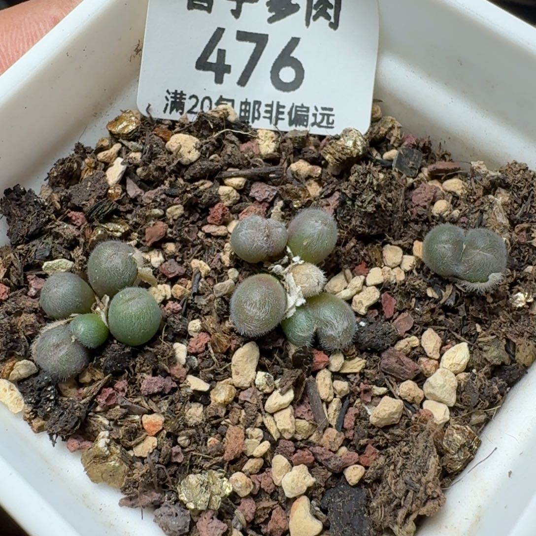 毛球带盆土                       
