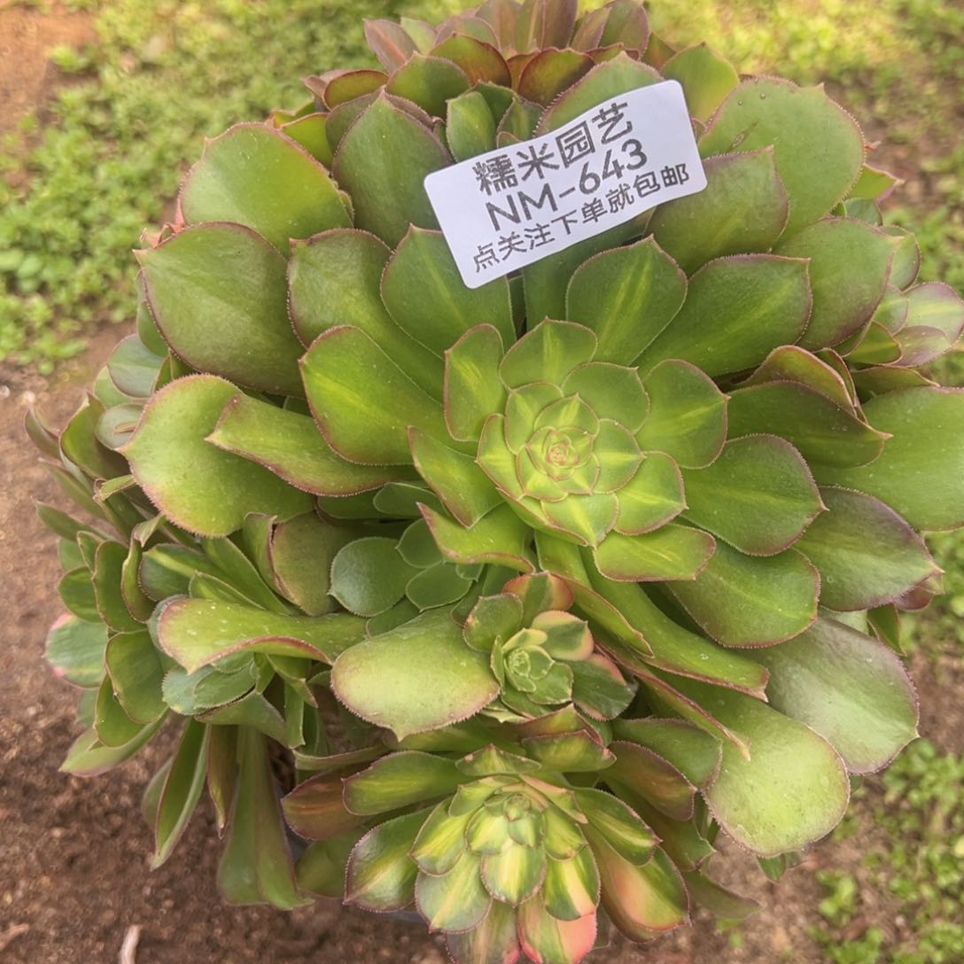 绍绣七彩老桩多肉植物643
