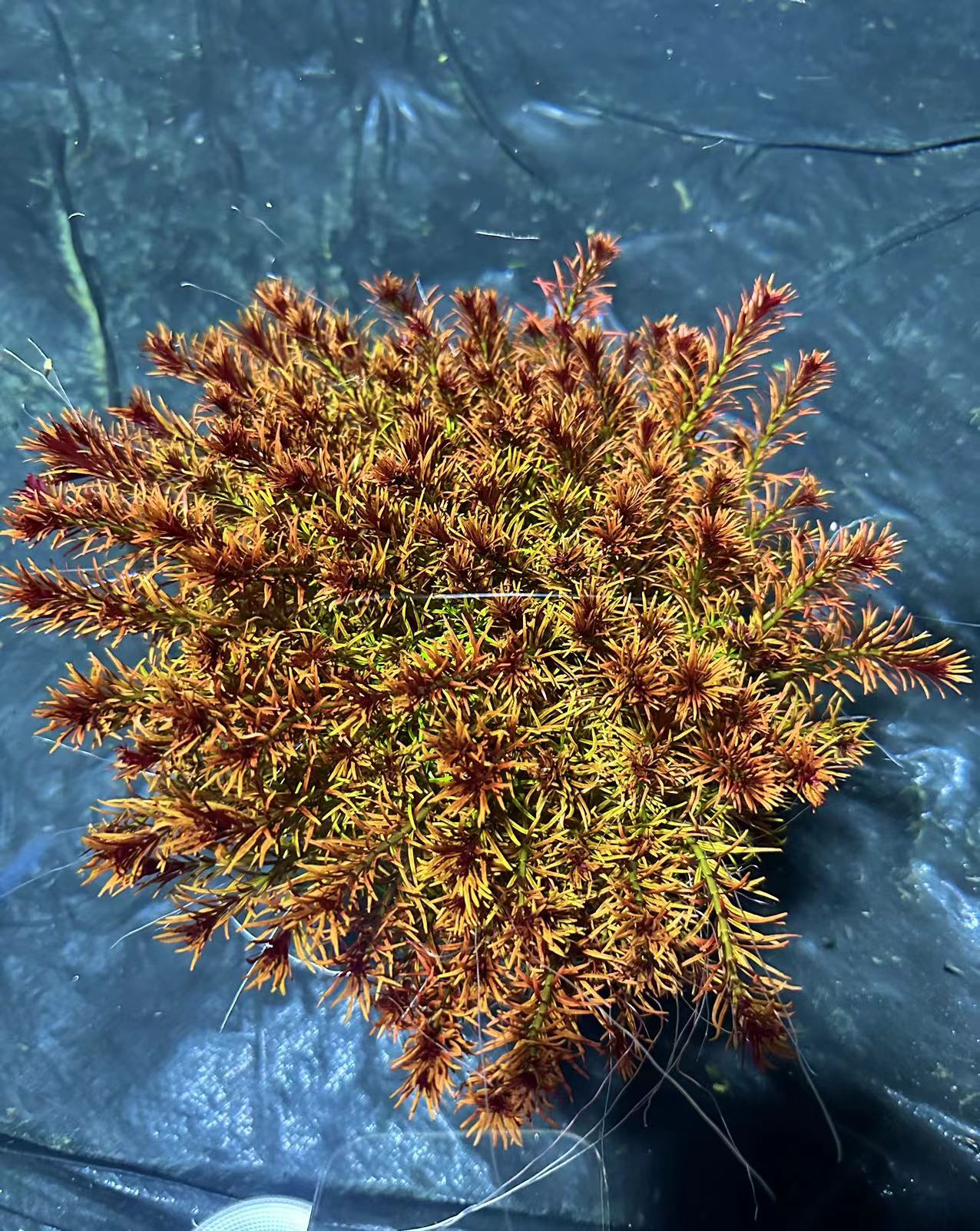 【水下叶】十字牛顿打头修剪水草鱼缸造景中后景水草