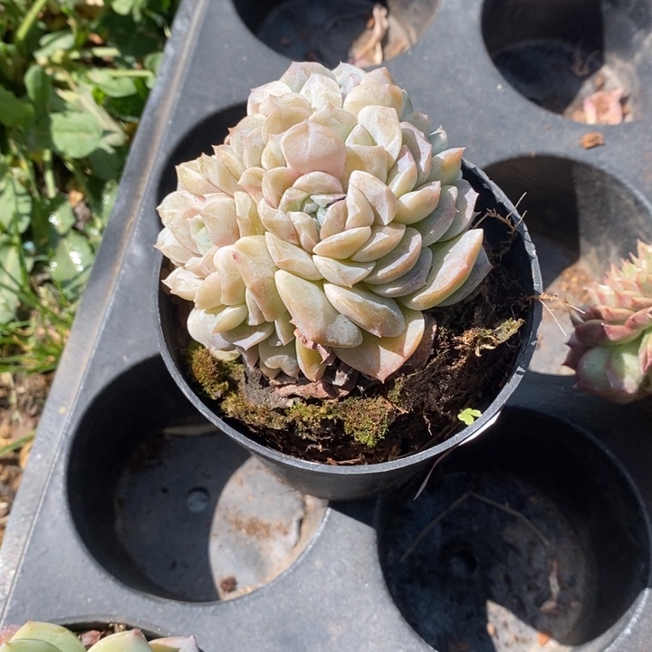 狮****一物一拍纯爱多肉157