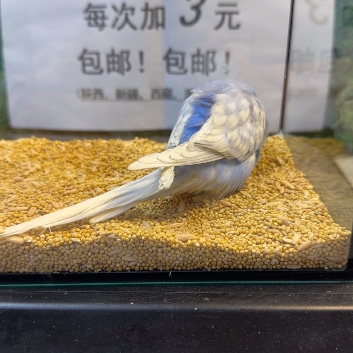 虎皮鹦鹉大头虎皮鹦鹉