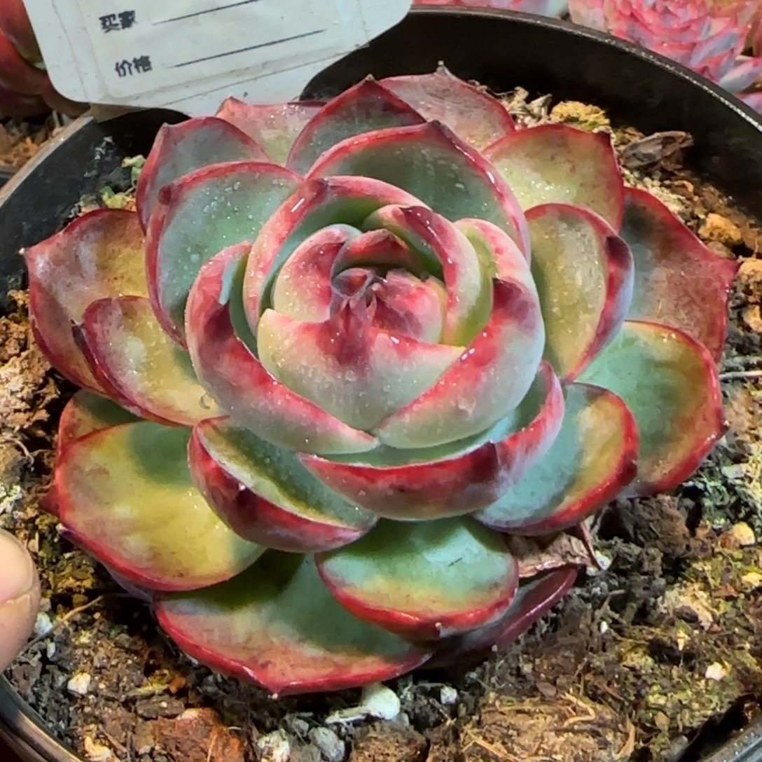黑红玫瑰惊鸿一物一拍包装收缩花旱740