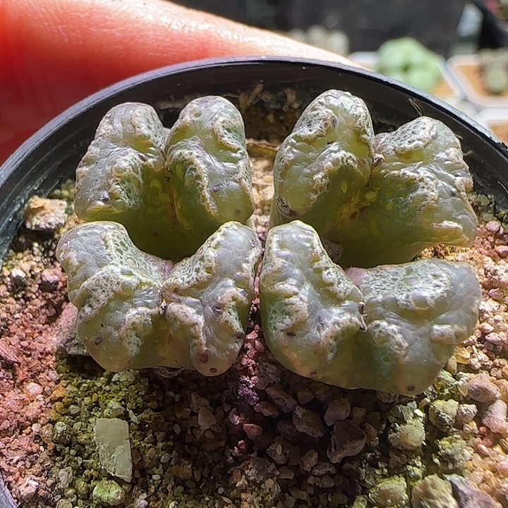 绿勋章。          277