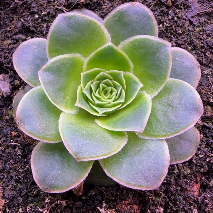 单头5厘米146768572725282