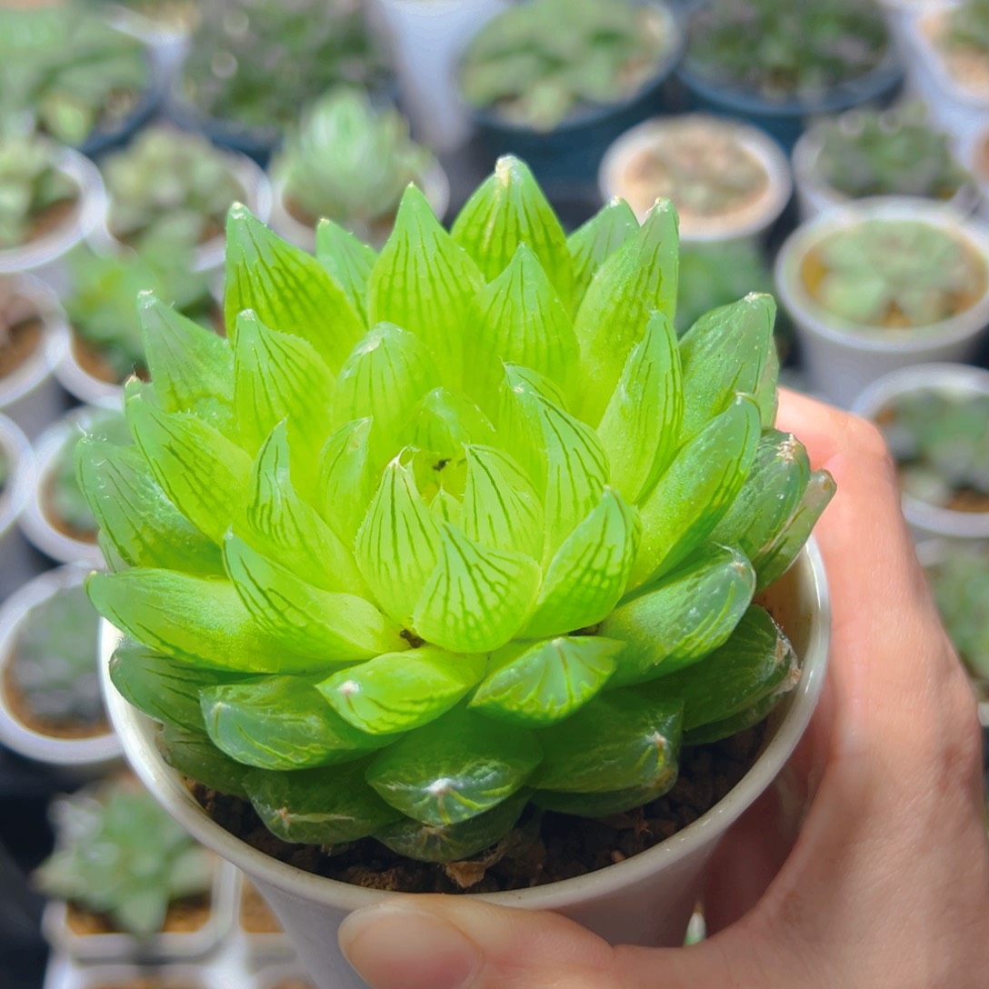 樱水晶母本多肉多肉一颗