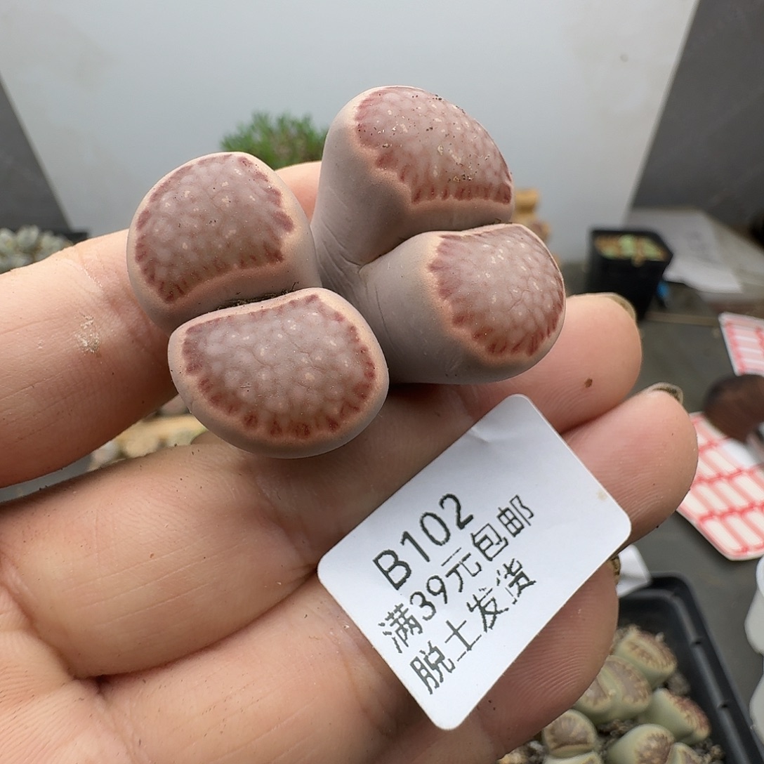 102多肉哈哈哈哈哈哈哈哈
