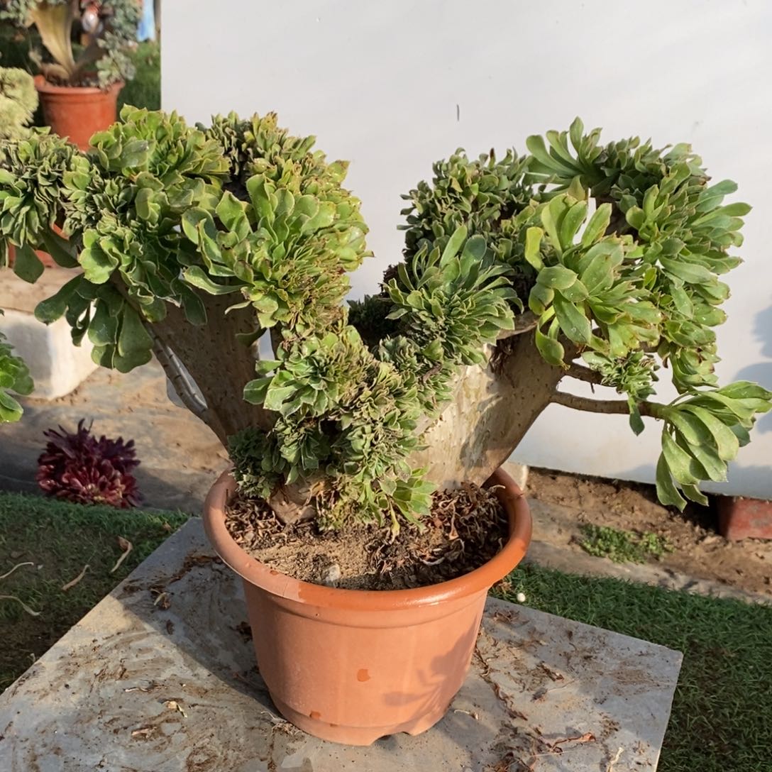 不开花植物1124号钻石局缀化1颗