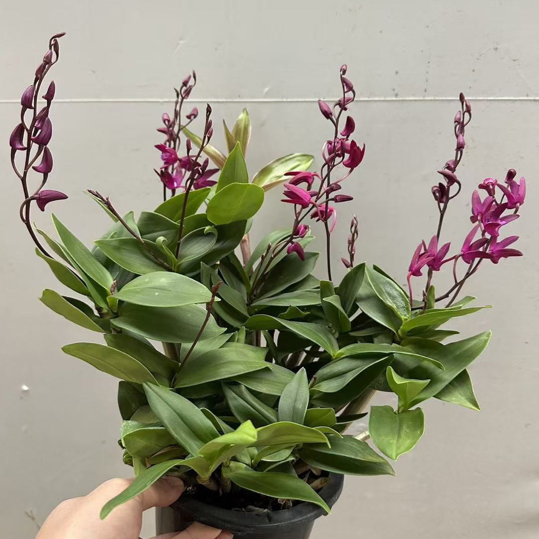 大盆澳洲红石斛兰兰花石斛好养花期长云南鲜花家庭花卉绿植