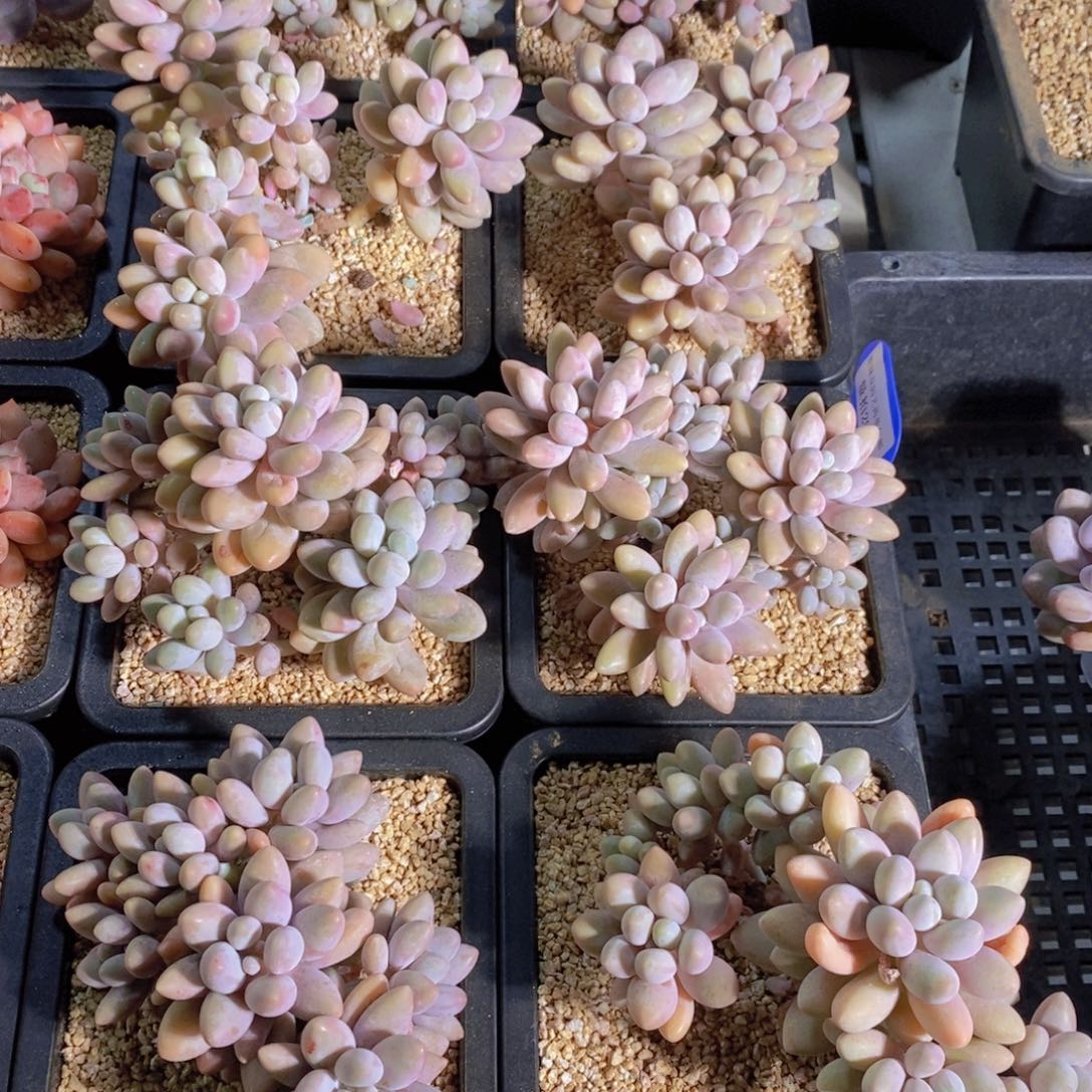 量拍29号 精品母本老桩汤圆多头一个