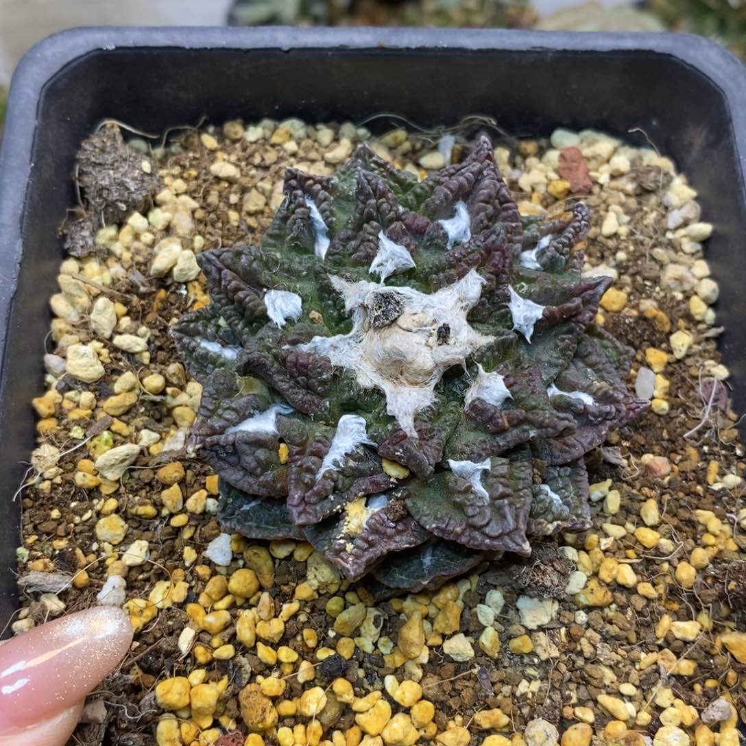      31号 自根 紫皮龟甲岩牡丹6.7公分带盆土