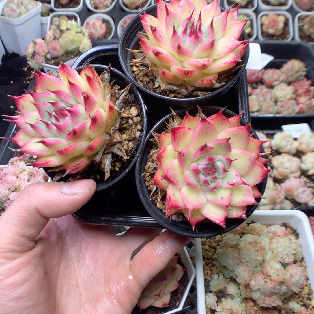 无花朵S41。yyyyyyy