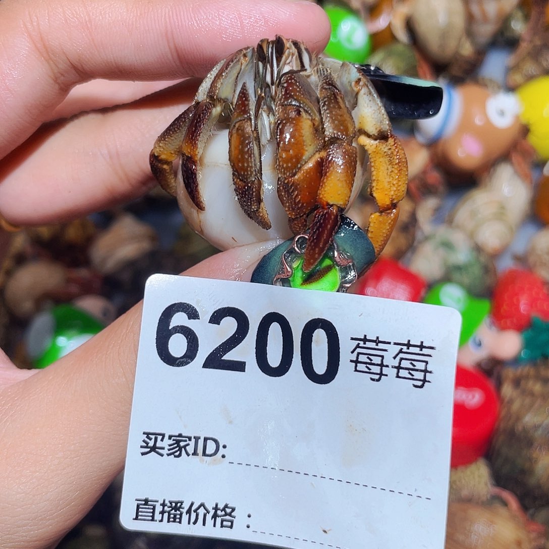 寄居蟹寄居蟹6200