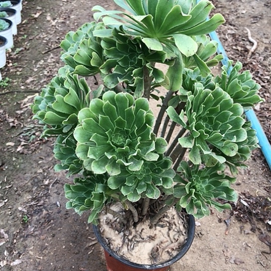 方***园绿法师多肉植物000020