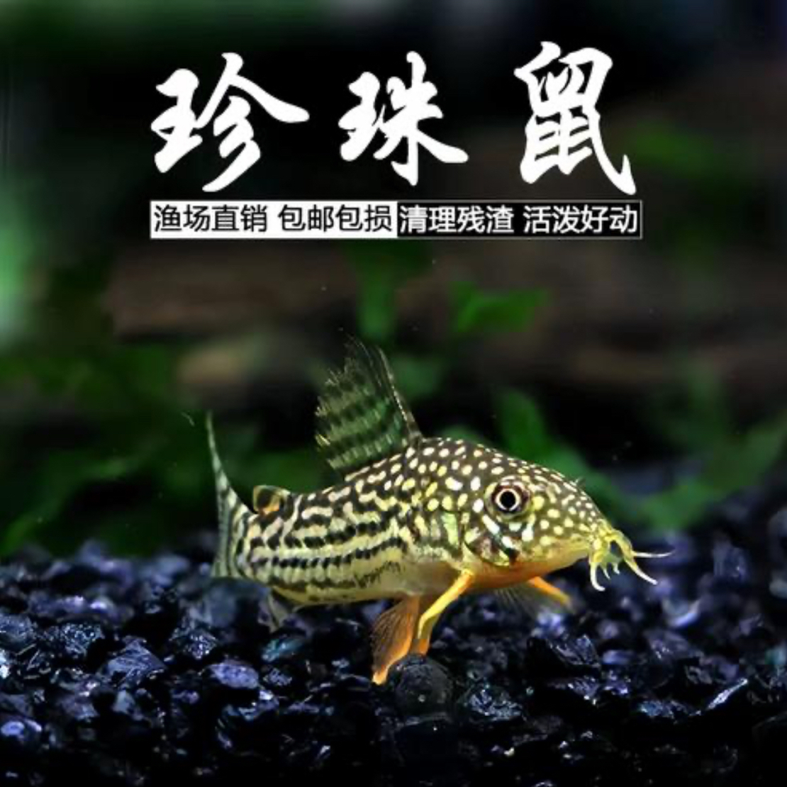 金翅珍珠鼠茉莉豹鼠高端清道夫底层观赏鱼清洁鱼缸热带活体鱼