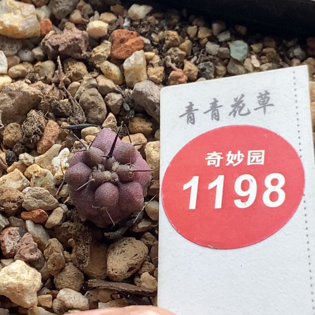 实生粗刺黑王丸1.3cm