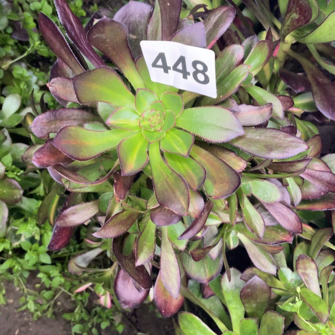 人****见448号七彩花蝴蝶