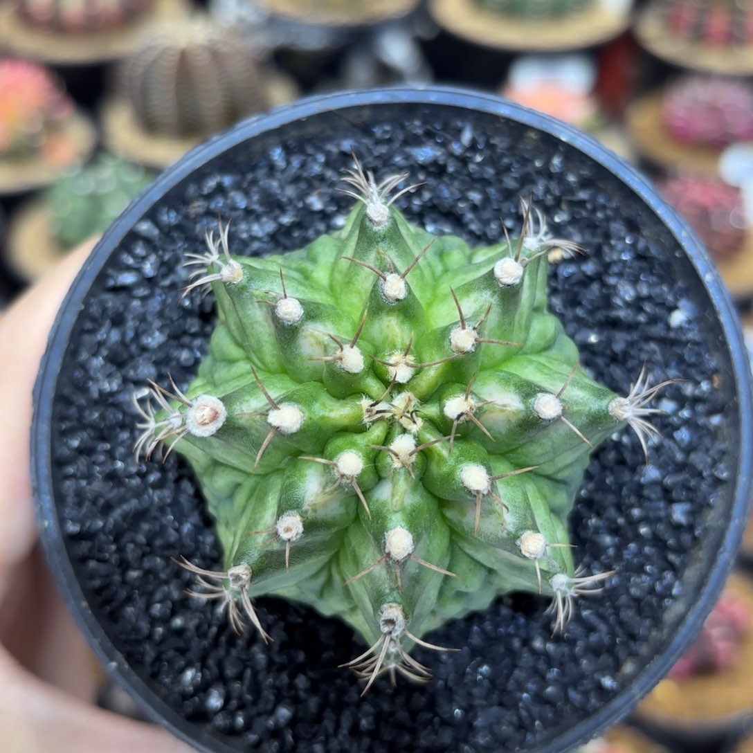 5.8cm双腹棱绿海神