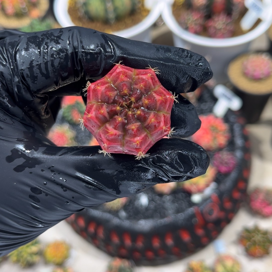 红糖果———————————