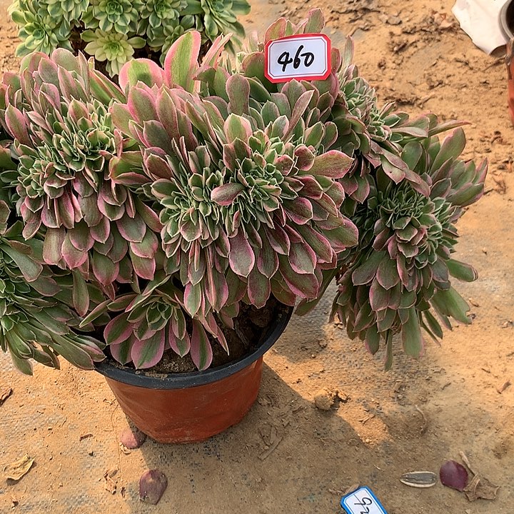 白凤多肉植物460