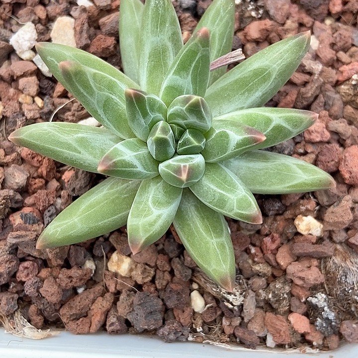多肉植物梵高美人240
