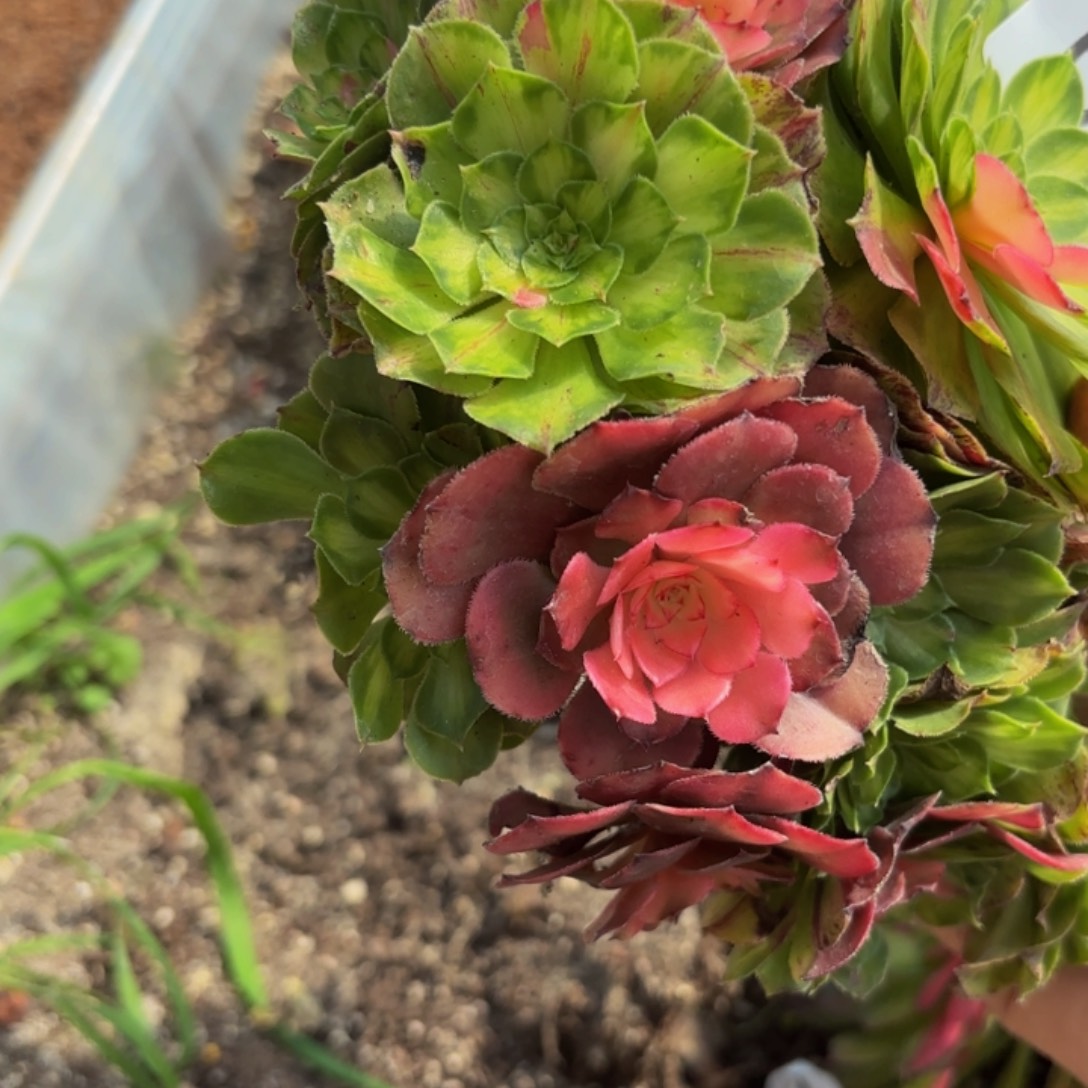 哈哈多肉葡萄福利018