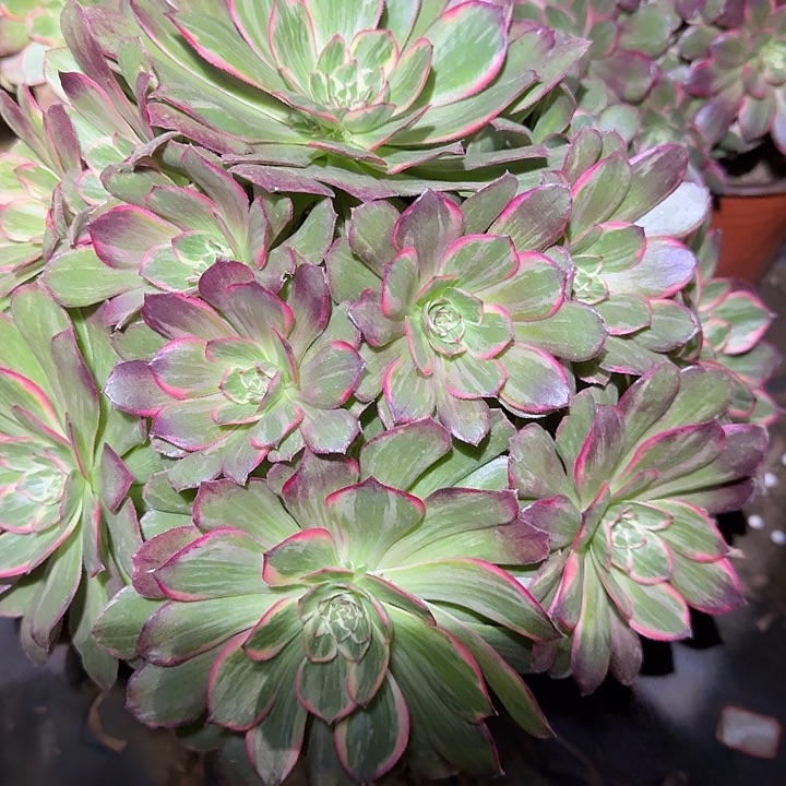 精品莲花座巨无霸老桩亏本福利