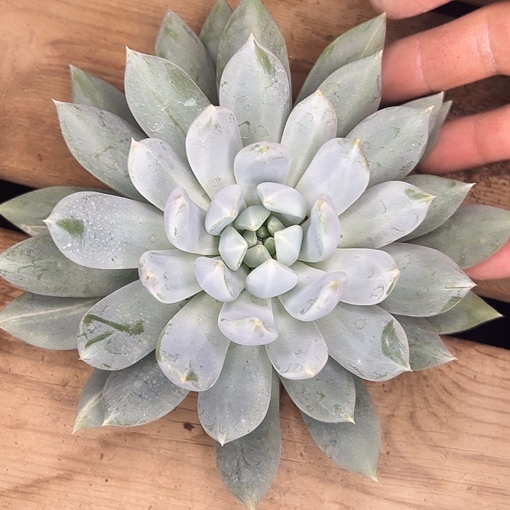 卡系美人系杂交单头