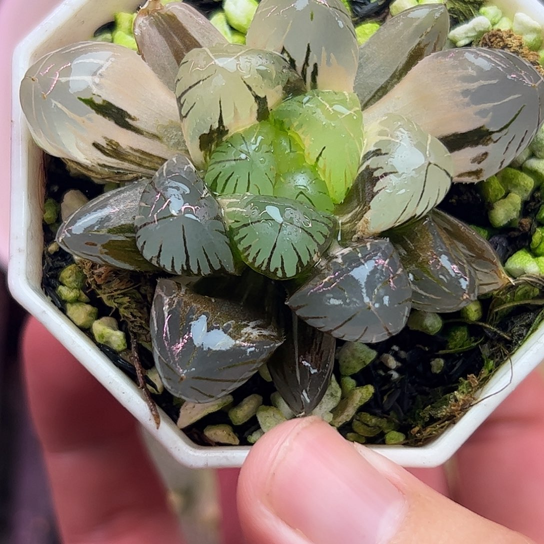 地泉锦十二卷多肉植物园