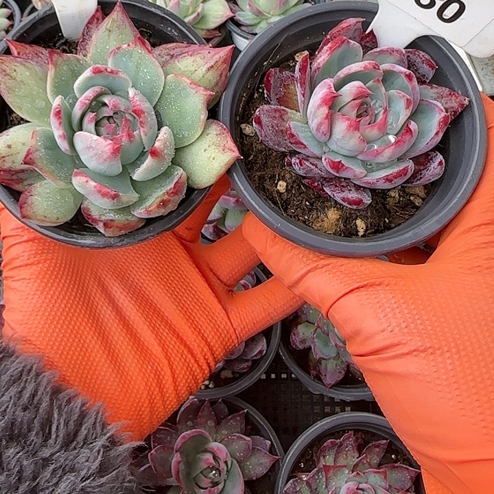 勤***119,130 惊鸿仙子多肉植物6-9cm