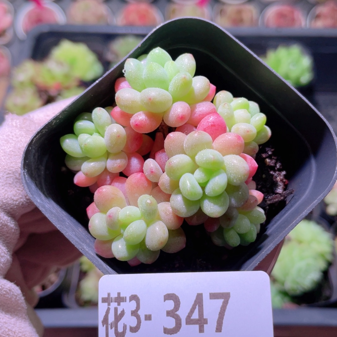 花利美3-347洛可可